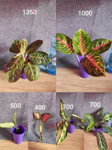 Продажа аглаонем - Садоводство в Красноярск