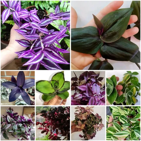 Продажа традесканций сортовых черенков - Садоводство в Красноярск