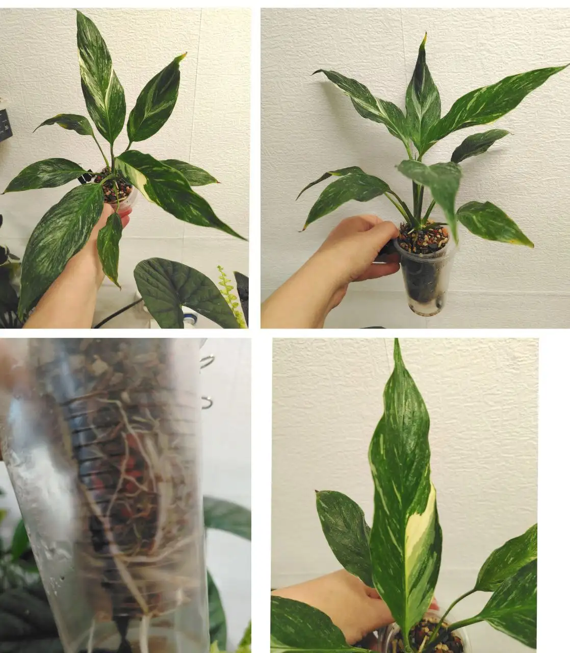 Спатифиллум Даймонд в стакане 200мл - Комнатные растения (Хобби и отдых) в Красноярск