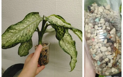 Диффенбахия Удомсаб в стакане 200 мл - Садоводство в Красноярск