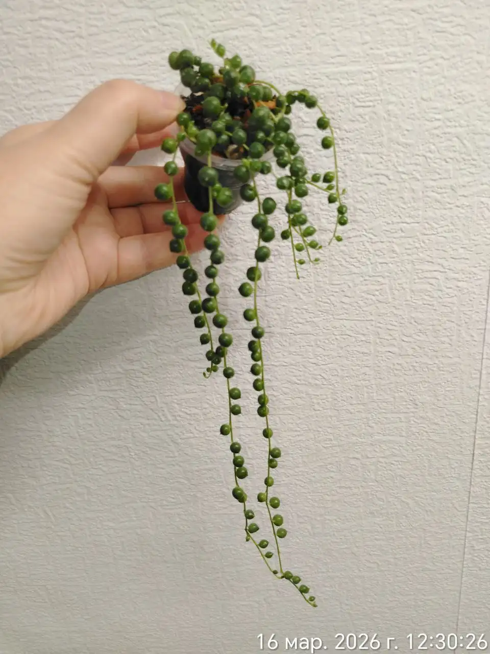 Крестовник Роули в стакане - Комнатные растения (Хобби и отдых) в Красноярск