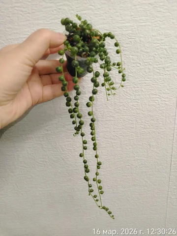 Крестовник Роули в стакане - Садоводство в Красноярск