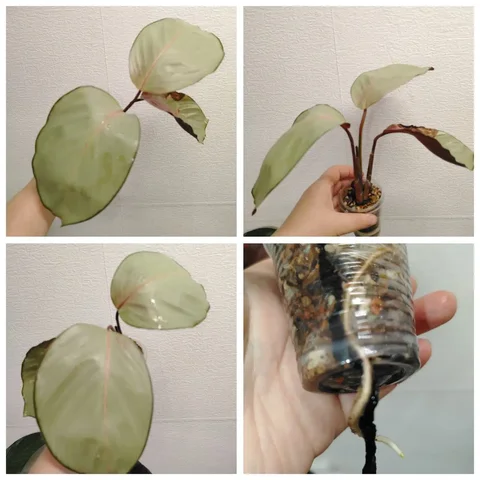 Калатея Сильвер плейт в стакане - Садоводство в Красноярск