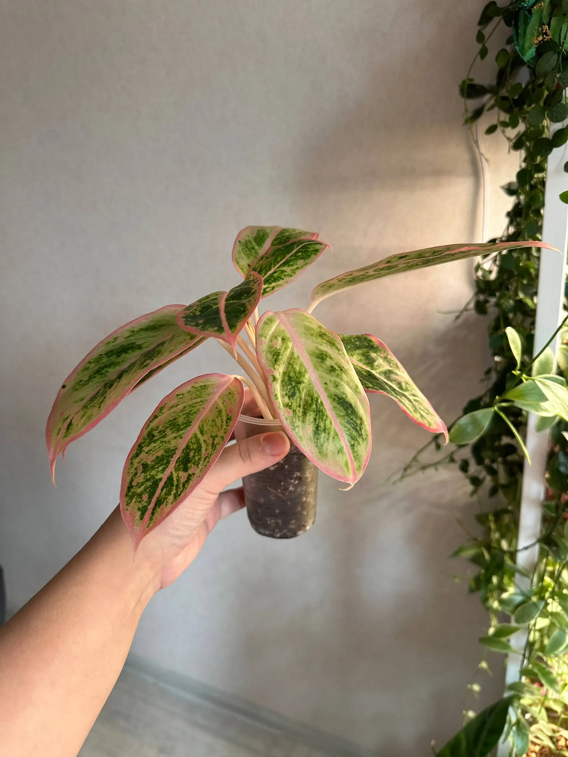 Продажа комнатных растений в Красноярске - Комнатные растения (Для дома и дачи) в Красноярск