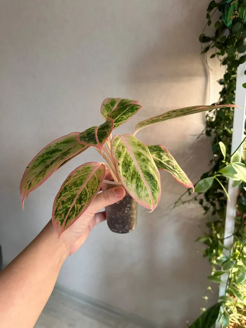 Продажа комнатных растений в Красноярске - Стройматериалы в Красноярск