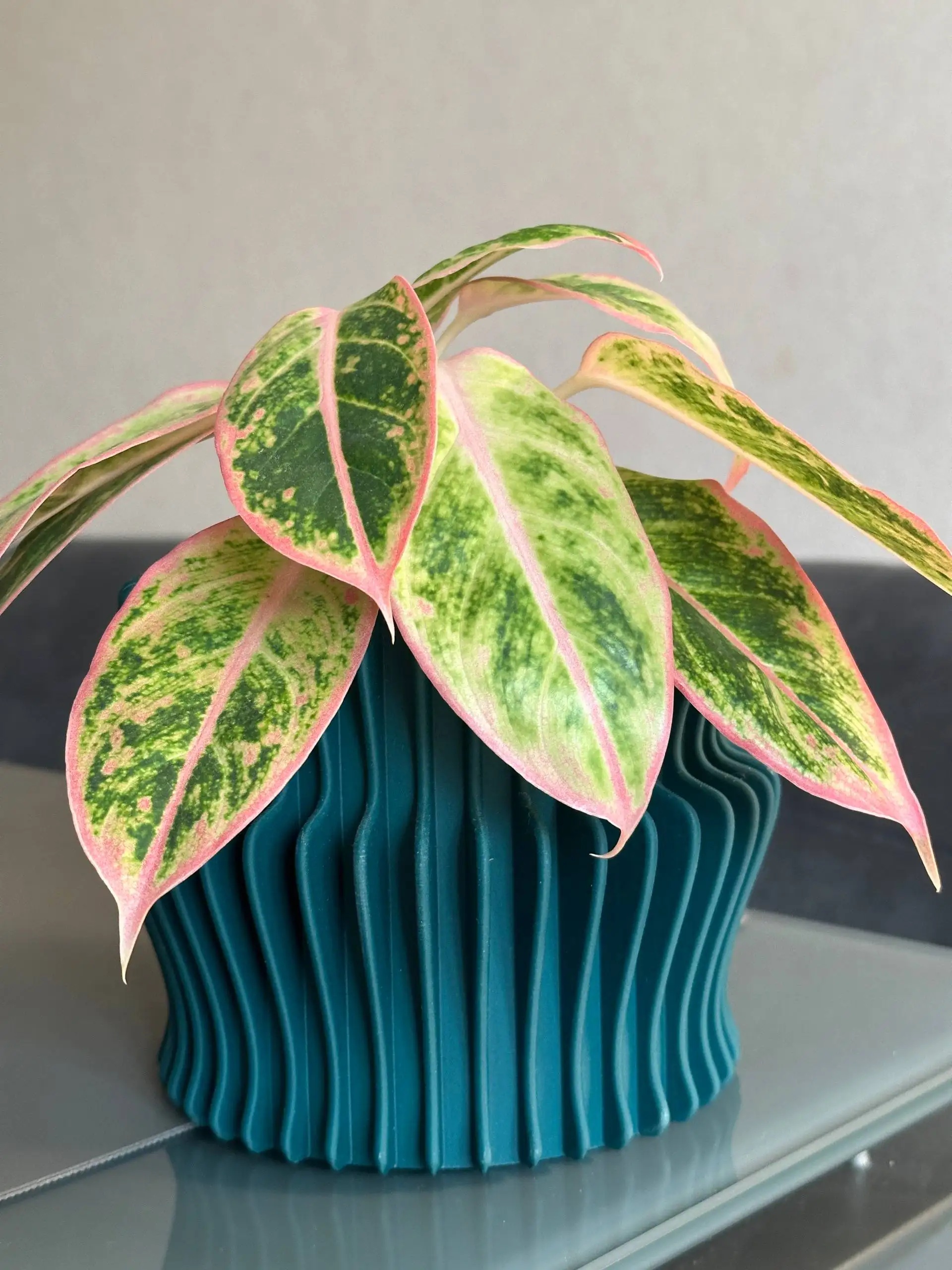 Продажа комнатных растений в Красноярске - Комнатные растения (Для дома и дачи) в Красноярск