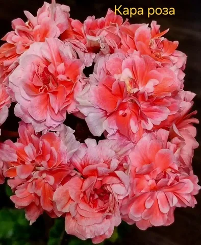 Продам черенок пеларгонии Кара Роза - Садоводство в Красноярск