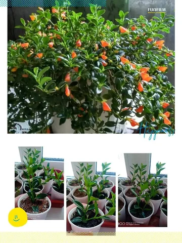 Укорененные черенки Нематантуса (золотая рыбка) - Концерт в Березовка