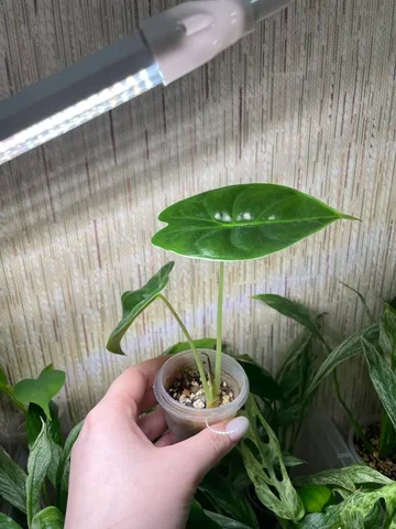 Продажа Алоказии Голден Бон - Садоводство в Красноярск