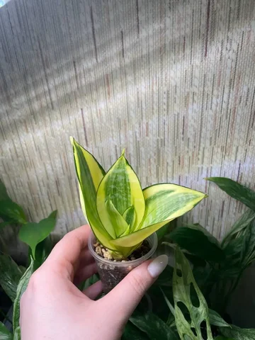 Сансевиерия ханни Голд комнатное растение - Стройматериалы в Красноярск