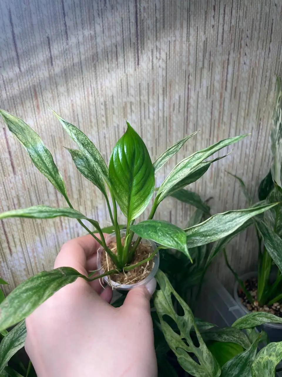 Спатифиллум вариегатный комнатное растение - Комнатные растения (Для дома и дачи) в Красноярск