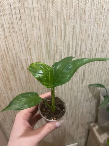 Спатифиллум Блорок из Индонезии - Садоводство в Красноярск