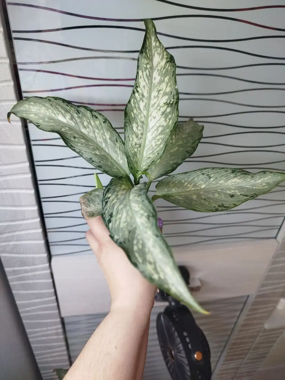Диффенбахия Удом саб Вайт форм - Комнатные растения (Хобби и отдых) в Красноярск