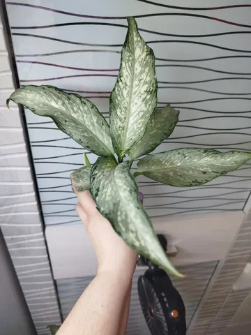 Диффенбахия Удом саб Вайт форм - Садоводство в Красноярск