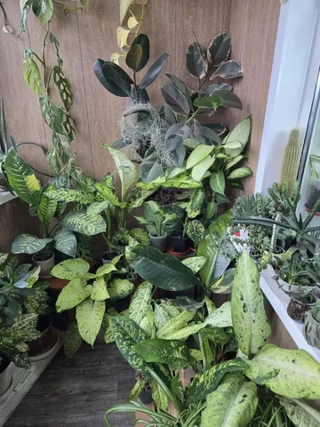 Продажа диффенбахии в Красноярске - Творчество в Красноярск