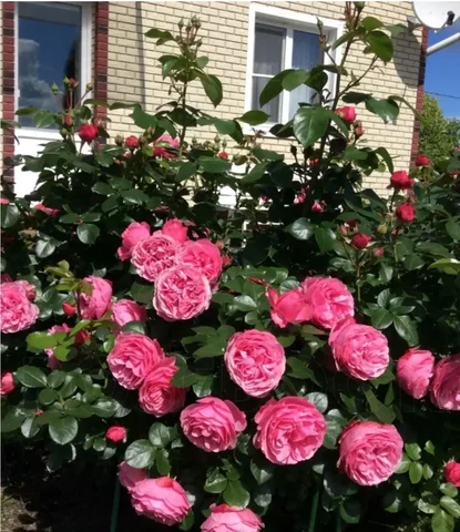 Продажа паркового кустового сорта роз Леонардо да Винчи - Рукоделие/Хендмейд в Абакан