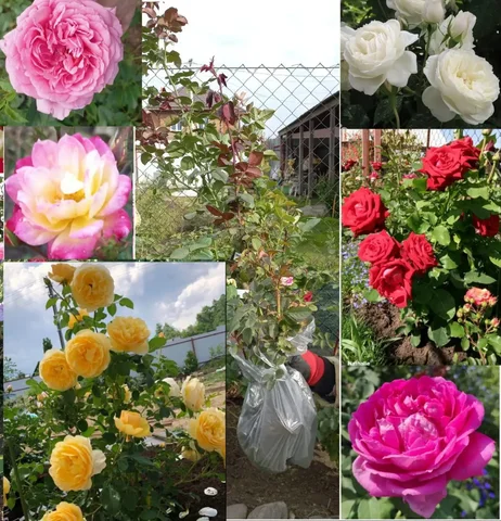 Саженцы роз разных сортов - Рукоделие/Хендмейд в Абакан