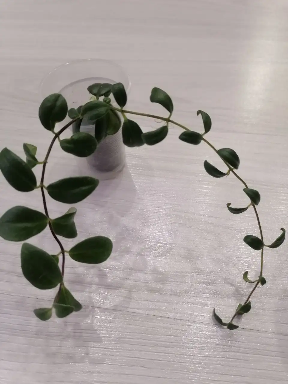 Эсхигантус вариегатный укорененный черенок - Комнатные растения (Хобби и отдых) в Тюмень