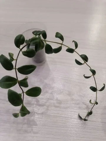 Эсхигантус вариегатный укорененный черенок - Садоводство в Тюмень