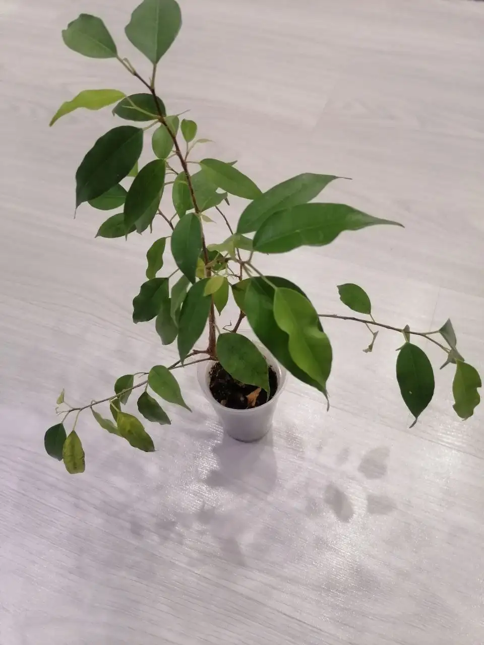 Фикус Бенджамина Неон высотой 20 см - Комнатные растения (Хобби и отдых) в Тюмень