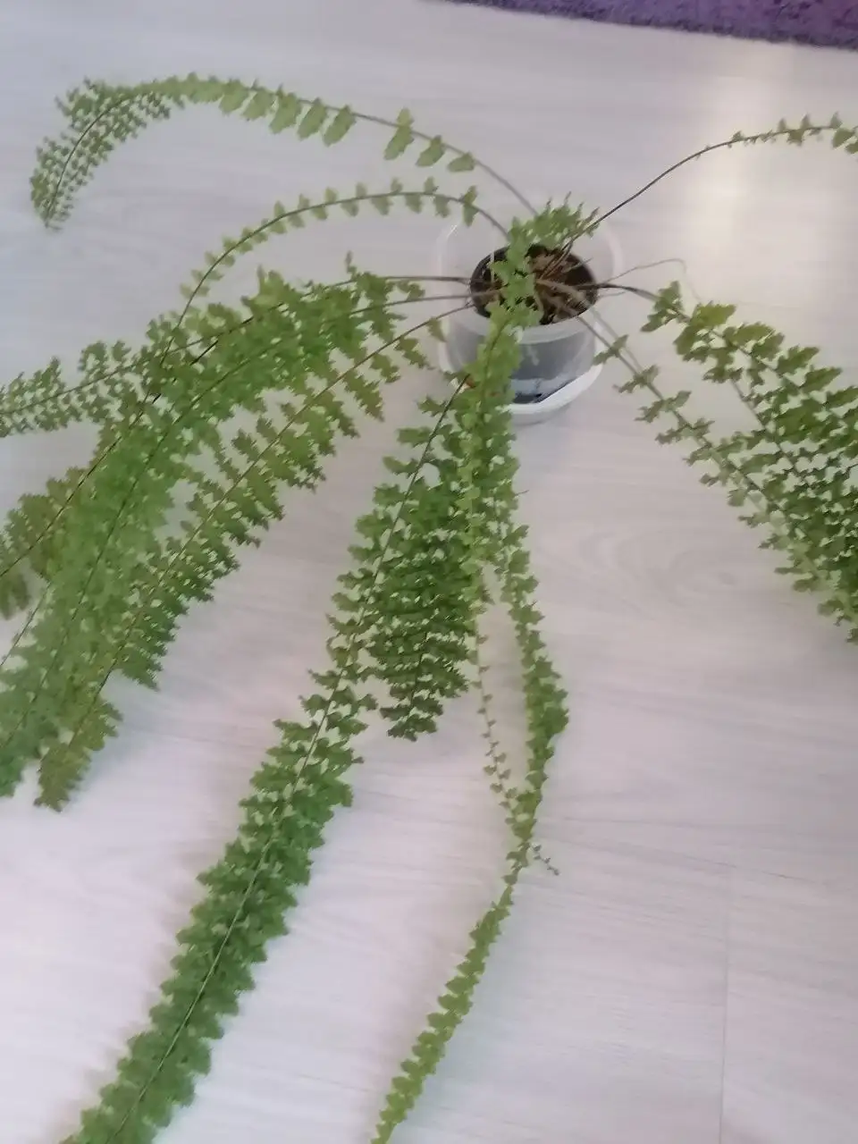 Нефролепис Кордитос - Растения (Для дома и дачи) в Тюмень