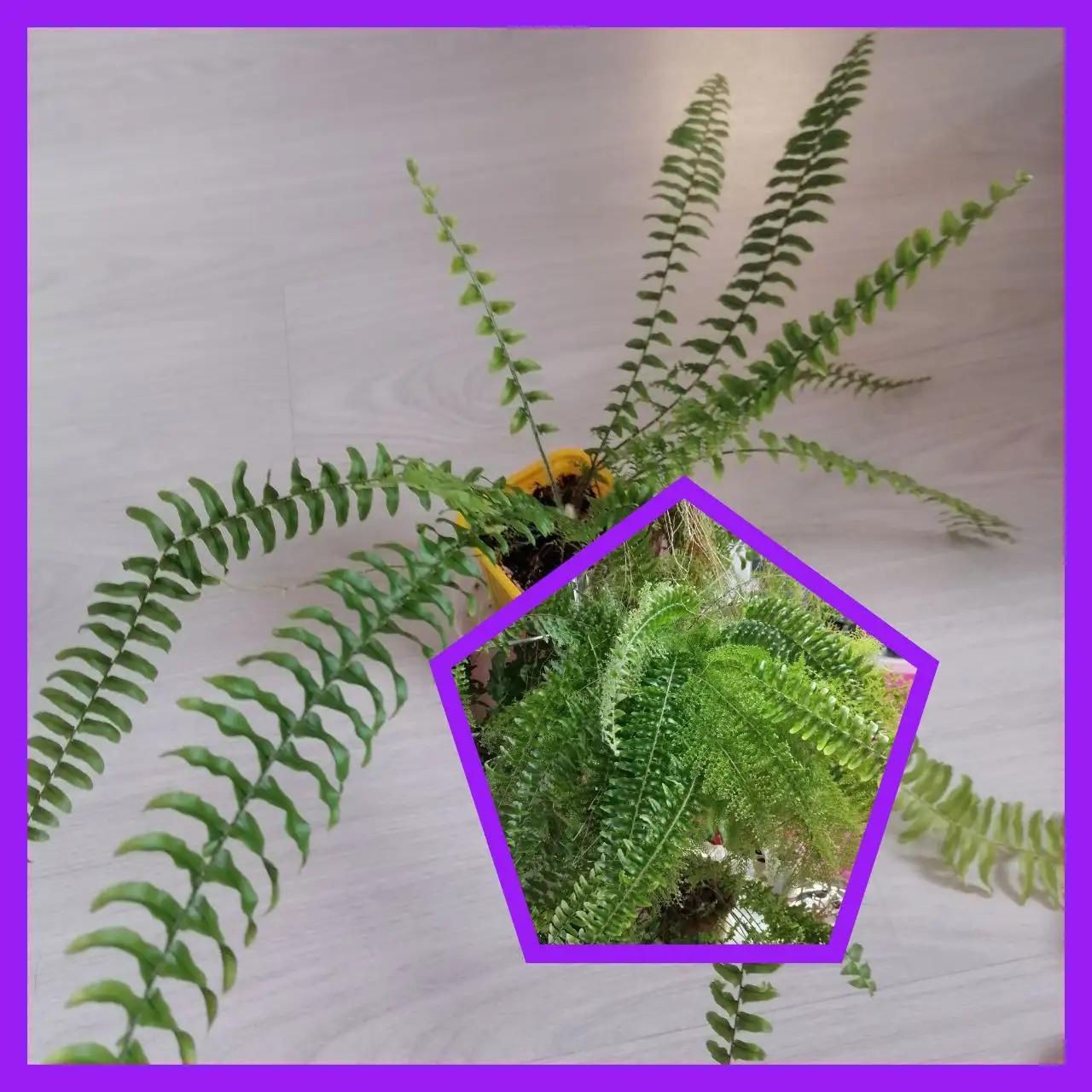 Продажа папоротника Marissa - Комнатные растения (Для дома и дачи) в Тюмень