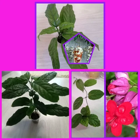 Продажа клеродендрумов Шмидта и Специозум - Садоводство в Тюмень