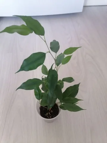 Фикус Эльдорадо - Садоводство в Тюмень