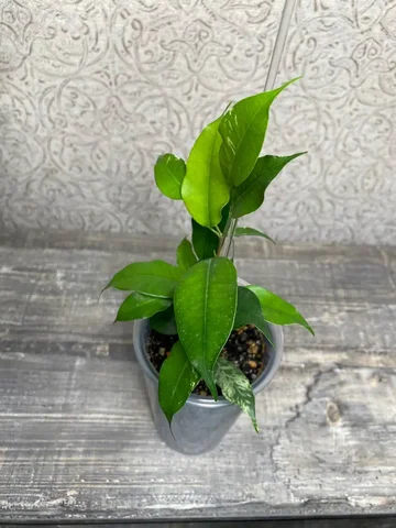 Фикус Эльдорадо - Творчество в Красноярск