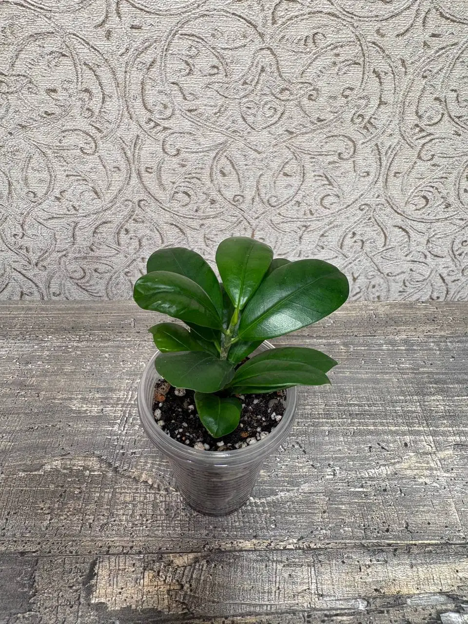 Фикус Панда - Комнатные растения (Хобби и отдых) в Красноярск