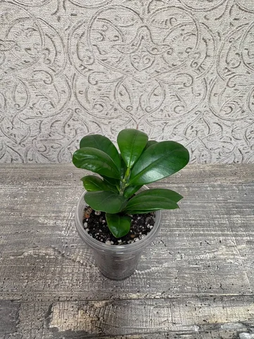 Фикус Панда - Творчество в Красноярск