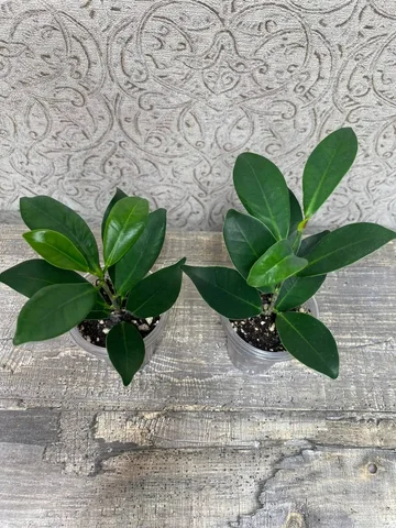 Фикус Фиброза - Творчество в Красноярск