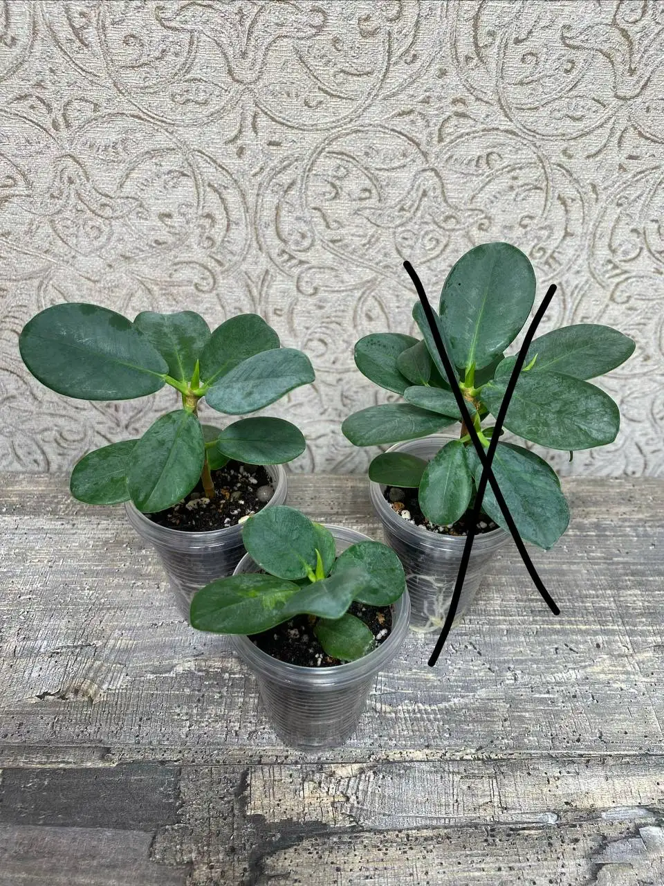 Фикус Формоза кокетка - Комнатные растения (Хобби и отдых) в Красноярск