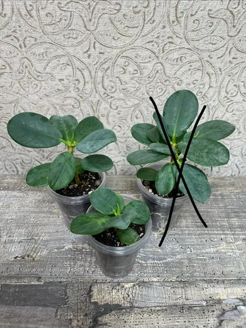 Фикус Формоза кокетка - Творчество в Красноярск