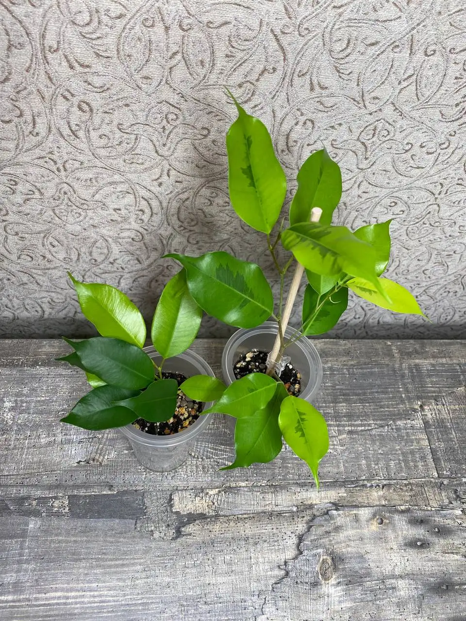 Продажа фикусов: Бенджамина Неон и Бенджамина Реджинальд - Комнатные растения (Хобби и отдых) в Красноярск