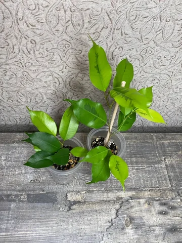 Продажа фикусов: Бенджамина Неон и Бенджамина Реджинальд - Творчество в Красноярск