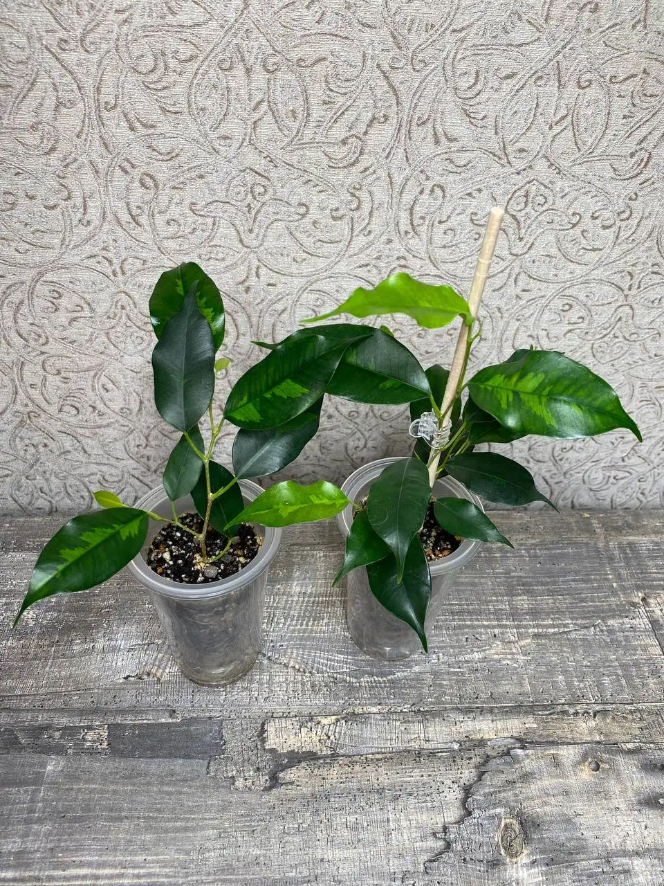 Фикус Бенджамина Денилайт - Комнатные растения (Хобби и отдых) в Красноярск