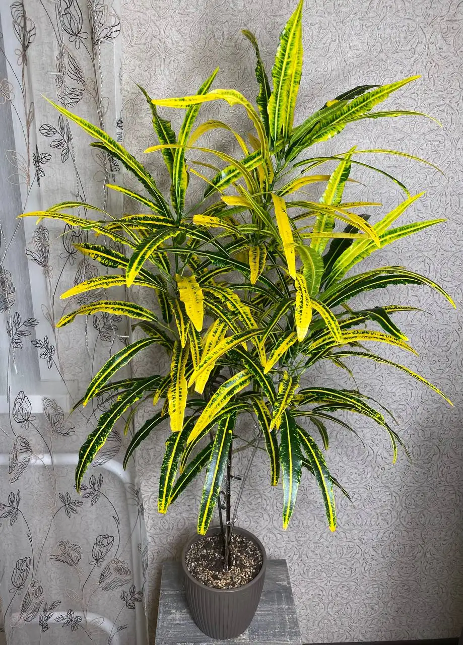 Комнатное растение Кротон Солнечный зайчик - Комнатные растения (Хобби и отдых) в Красноярск