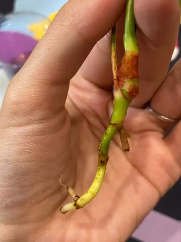 Спасение антуриума с гниющими корнями - Творчество в Красноярск