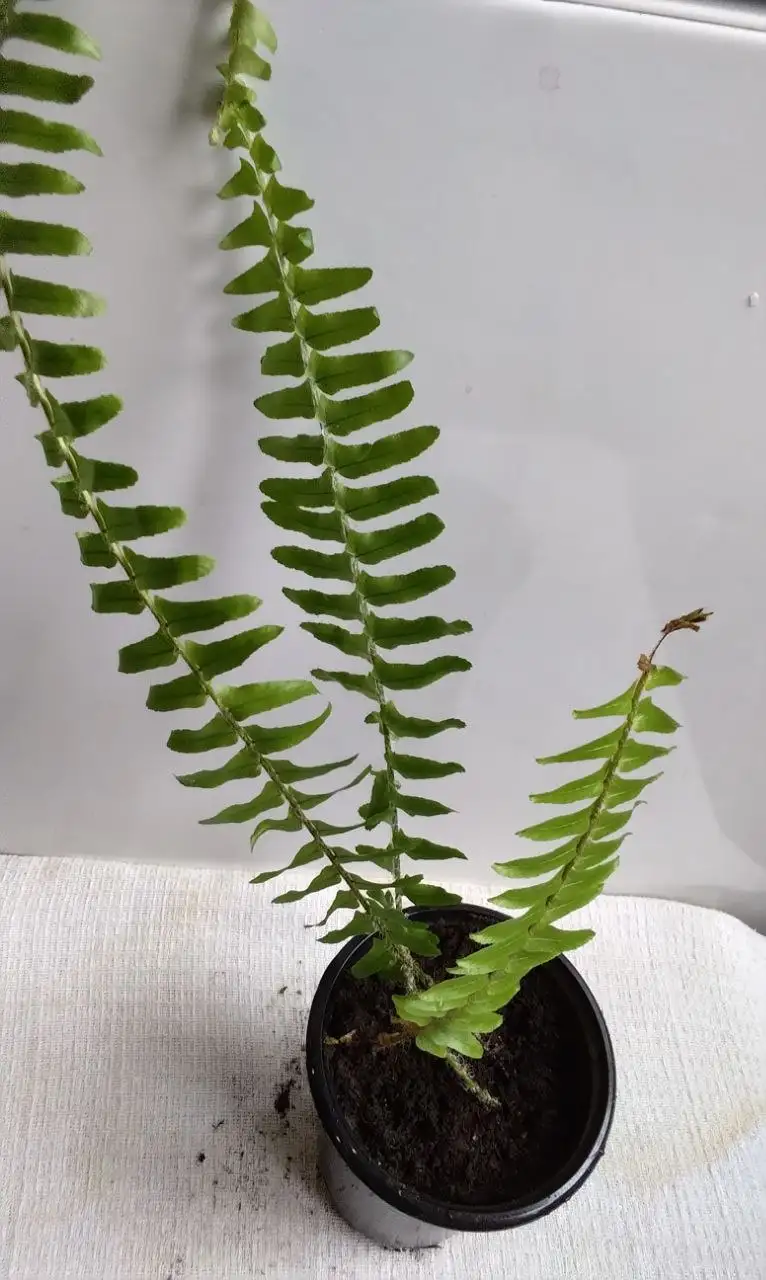 Комнатные растения в Красноярске - Растения (Для дома и дачи) в Красноярск