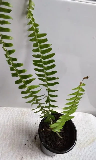 Комнатные растения в Красноярске - Бытовая техника в Красноярск