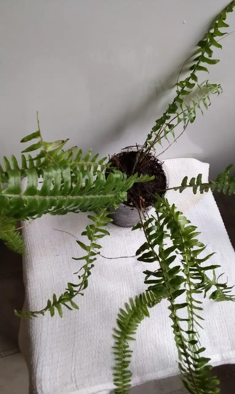 Комнатные растения в Красноярске - Растения (Для дома и дачи) в Красноярск