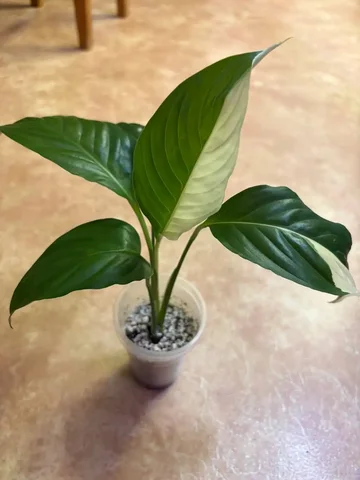 Продам Спатифиллум Пикассо - Творчество в Красноярск