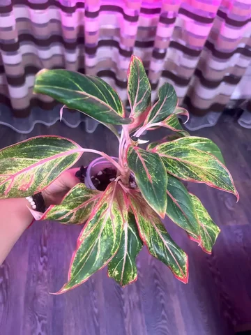 Аглаонема на продажу - Творчество в Красноярск