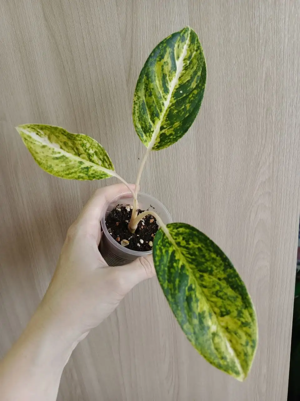 Редкая аглаонема einza - Комнатные растения (Хобби и отдых) в Красноярск