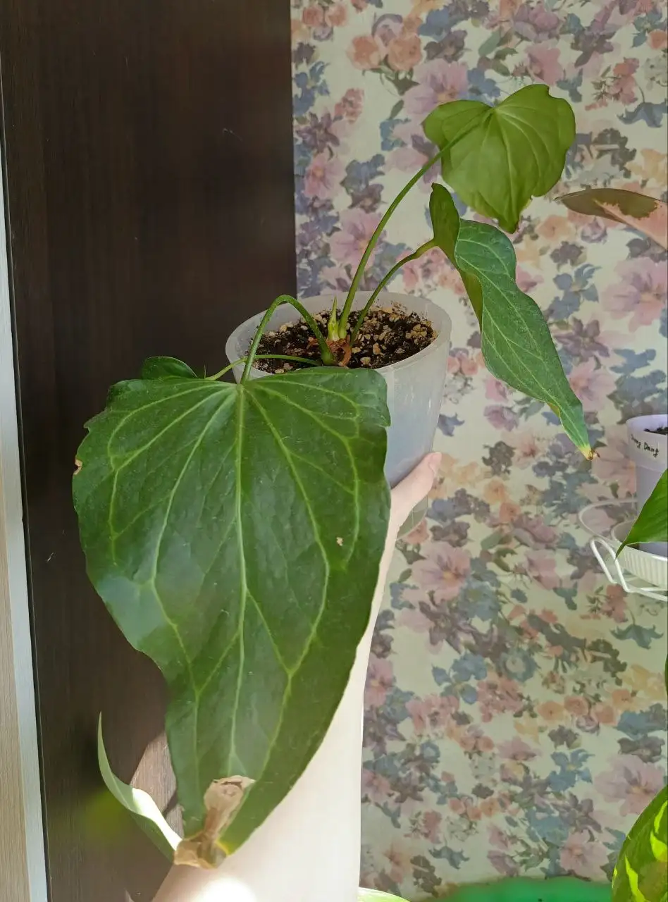 Антуриум дельта форс - Комнатные растения (Хобби и отдых) в Красноярск