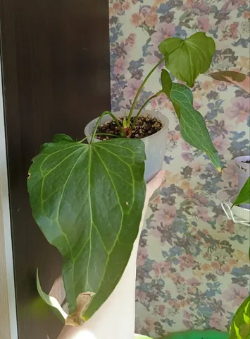 Антуриум дельта форс - Творчество в Красноярск