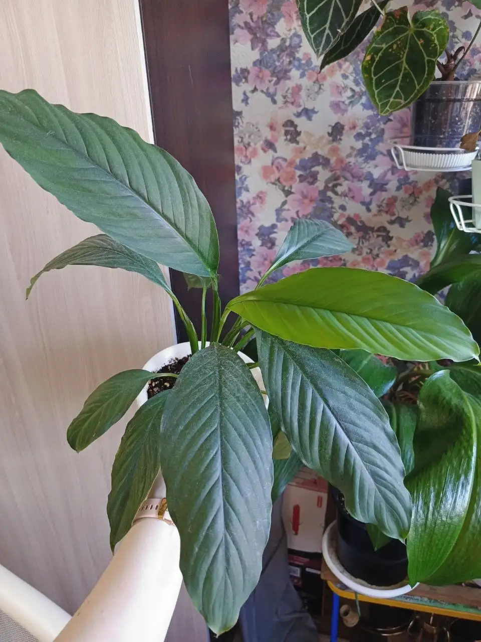 Спатифиллум сенсация - Комнатные растения (Для дома и дачи) в Красноярск