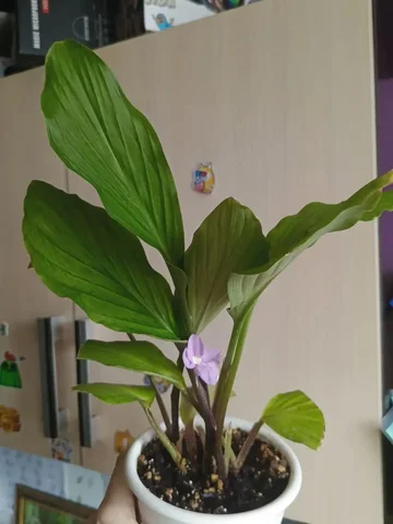 Продажа кемпферии - Творчество в Красноярск