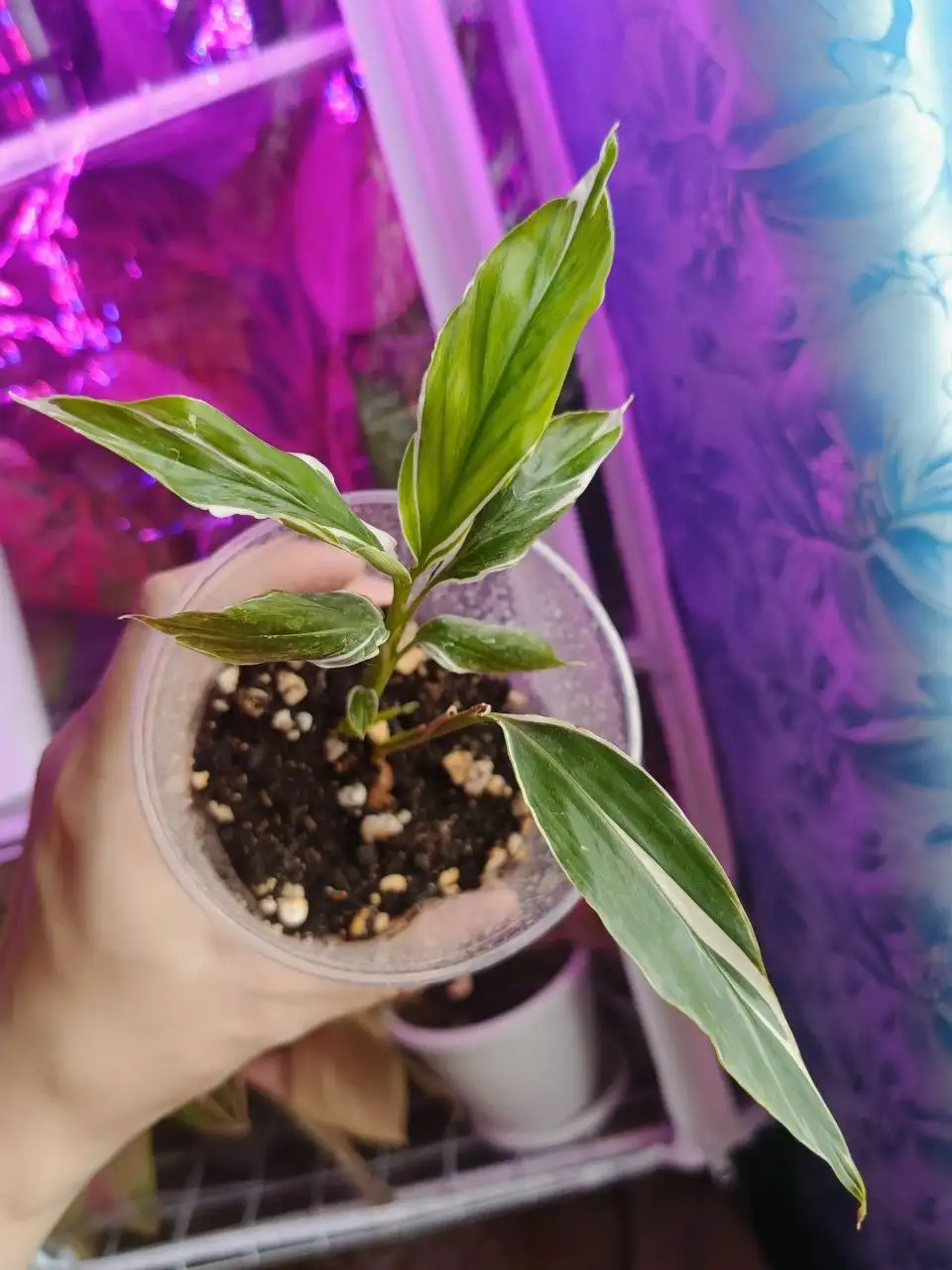 Gingger variegata комнатное растение - Комнатные растения (Хобби и отдых) в Красноярск